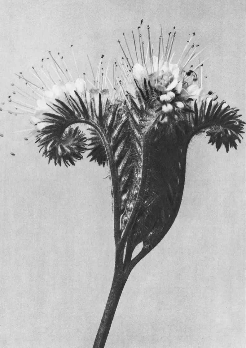 黑白花