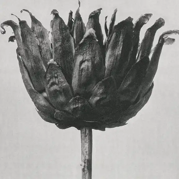 黑白花